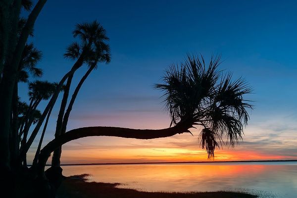 Jones, Adam 아티스트의 Sable palm tree silhouetted along shoreline of Harney Lake at sunset-Florida작품입니다.